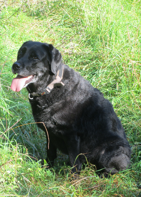 Kara Kara im Gras